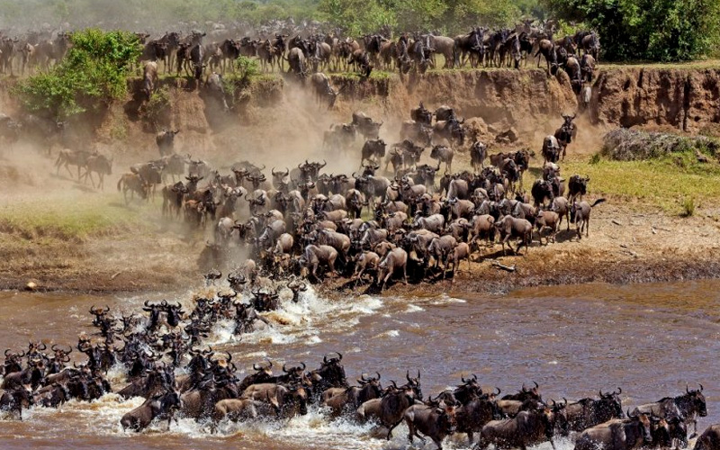 10-days-wildebeest-safari-and-zanzibar