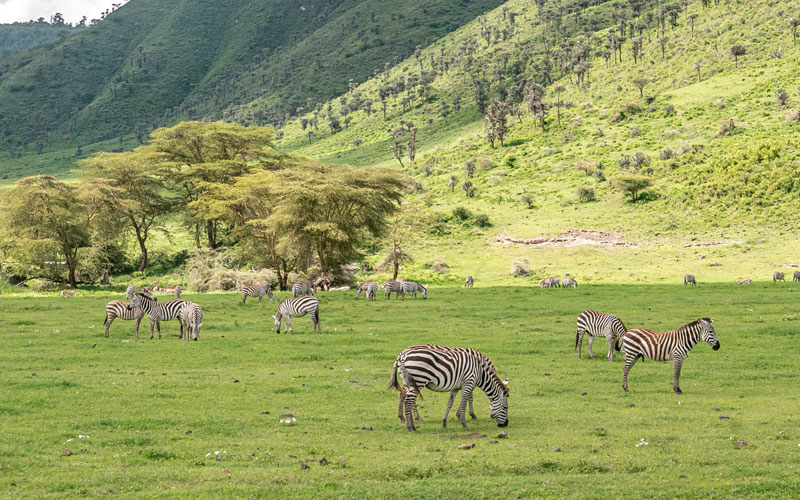 2-days-camping-safari-in-tanzania