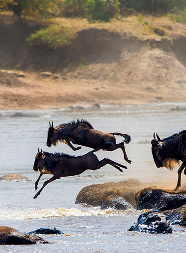 6-days-wildebeest-migration-safaris