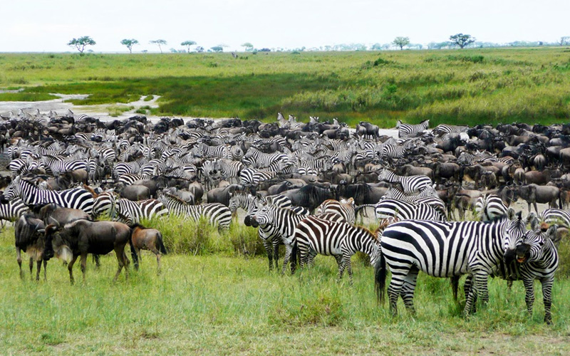 6-days-serengeti-migration-safari