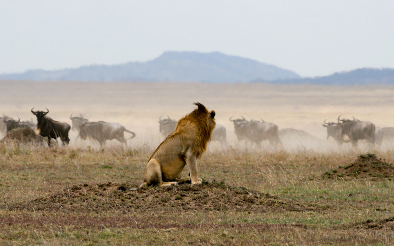 8-days-serengeti-migration-safari