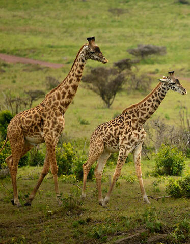 Tanzania family Safari-giraffe