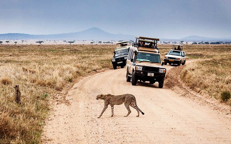 Cheetah-8-day-Tanzania-lodge-safari