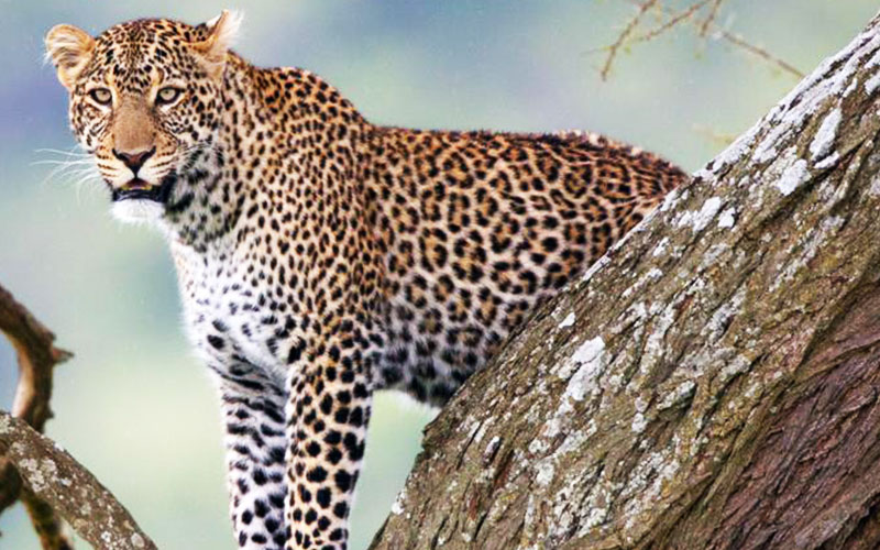 Leopard-5-Days-Tanzania-Best-Safari