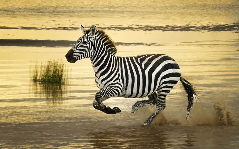 Zebra-Serengeti-Run-7-Day-lodge-safari-in-Tanzania