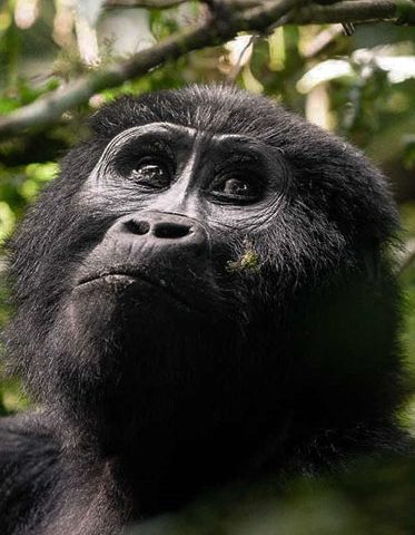 Gorilla-Face-in-Uganda-Safari
