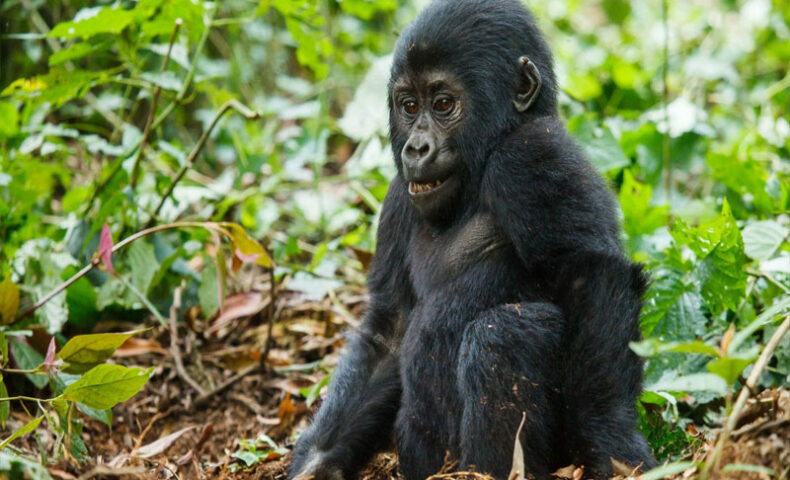 Gorilla-baby-family-safari