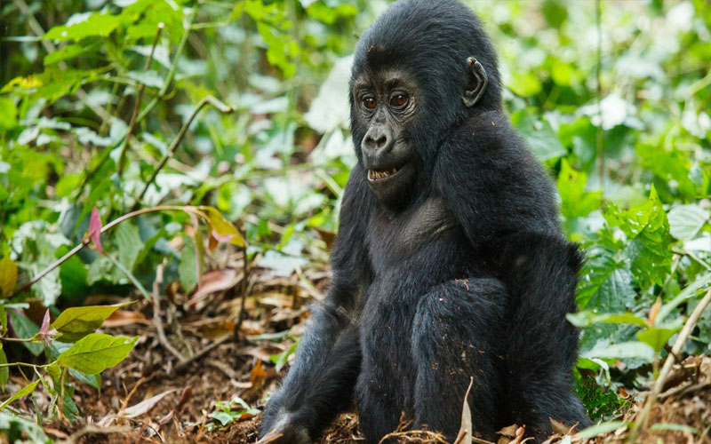 Gorilla-baby-family-safari