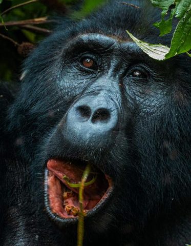 Gorilla-feeding-in-Uganda-trekking-Safari