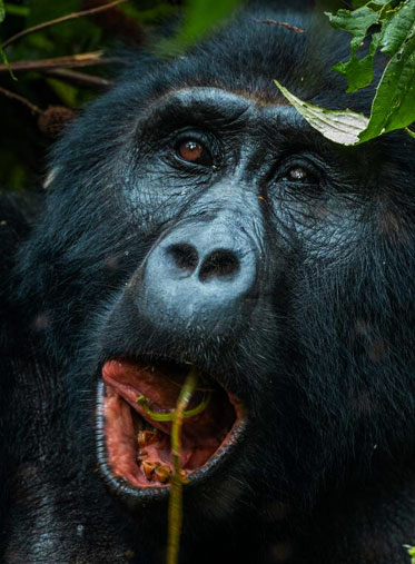 Gorilla-feeding-in-Uganda-trekking-Safari