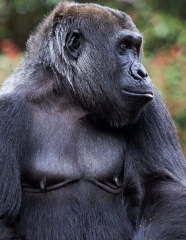 Gorilla-trekking-safari-in-Uganda