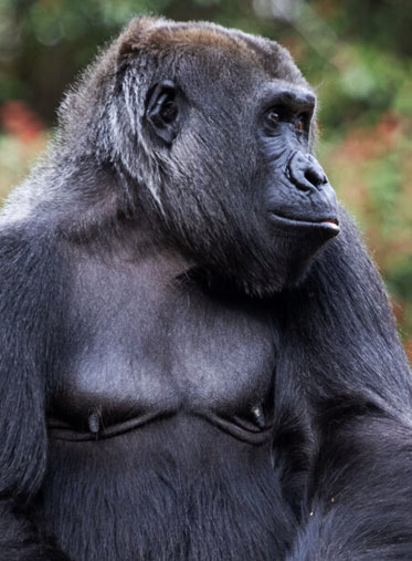Gorilla-trekking-safari-in-Uganda