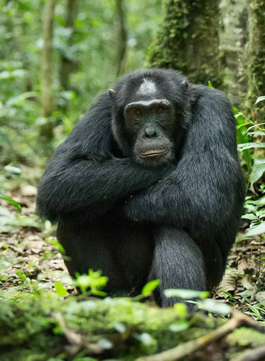 Male-Adult-Gorilla-in-Uganda-safari
