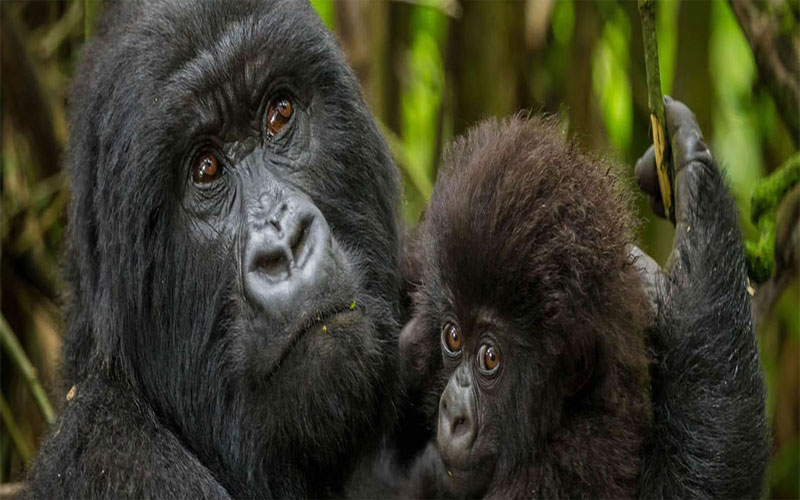 Uganda-Gorilla-Trekking