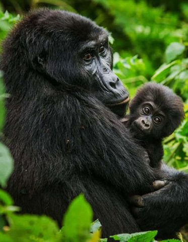 Uganda-Mountain-Gorilla-safari