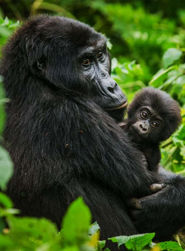 Uganda-Mountain-Gorilla-safari