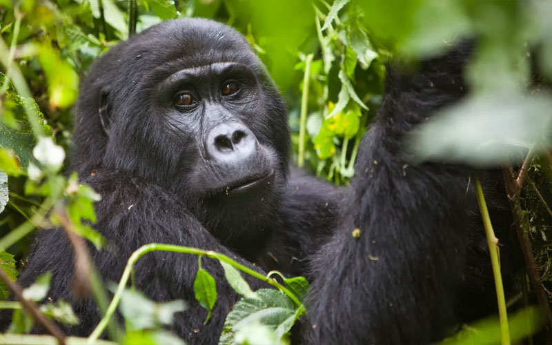 Uganda-gorilla-safari