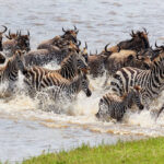 Wildebeest-and-zebra-Migration