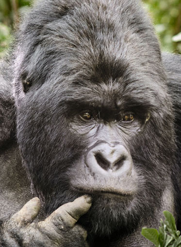 best-Uganda-gorilla-trekking-Safari