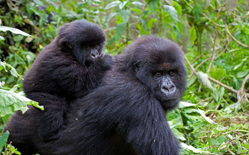 gorilla-and-baby-trekking