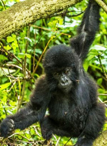 unforgettable-Uganda-gorilla-trekking-safari