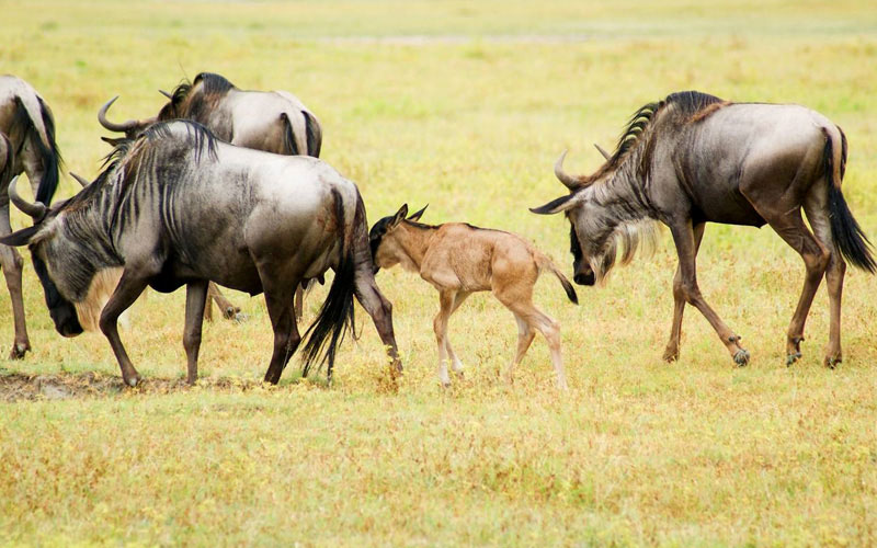8-Days-Tanzania-wildebeest-Migration,-december-to-march