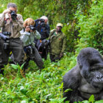 Best-gorilla-trek-in-Uganda