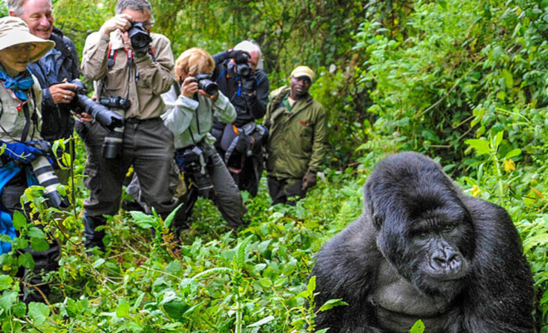 Best-gorilla-trek-in-Uganda
