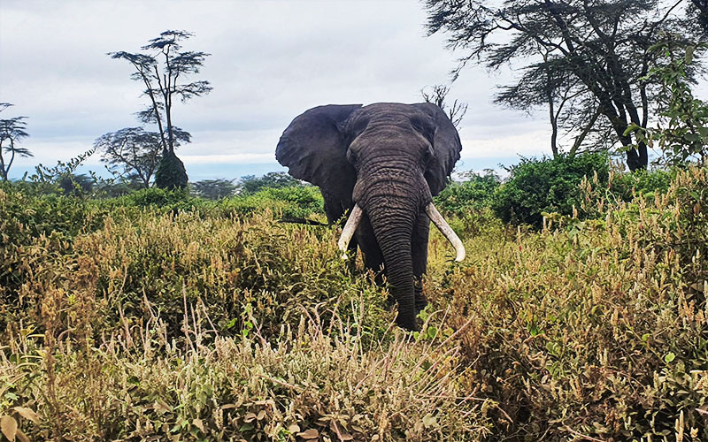 Bull-elephant-in-Crater-Tanzania-Family-Safari