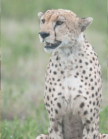 Cheetah-in-Kenya-luxury-safari