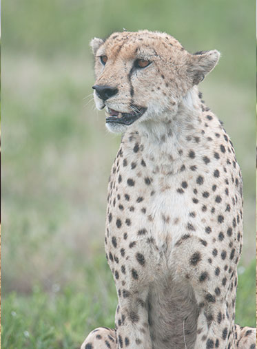 Cheetah-in-Kenya-luxury-safari
