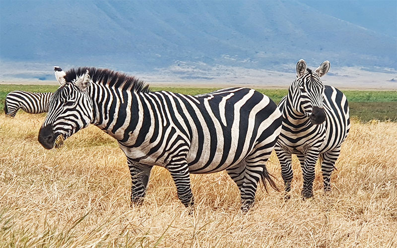 Common-Zebra-African-Private-Safari