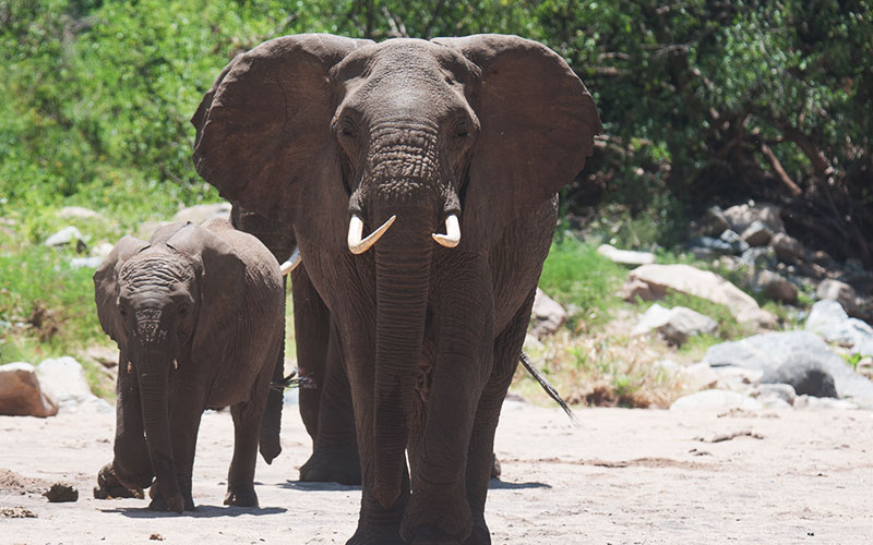 Elephant-experience-Kenya-Safari
