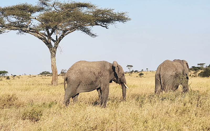 Elephant-in-northern-Tanzania-park