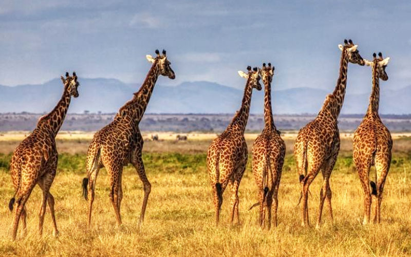 Giraffe-Masai-mara-Kenya-Safari