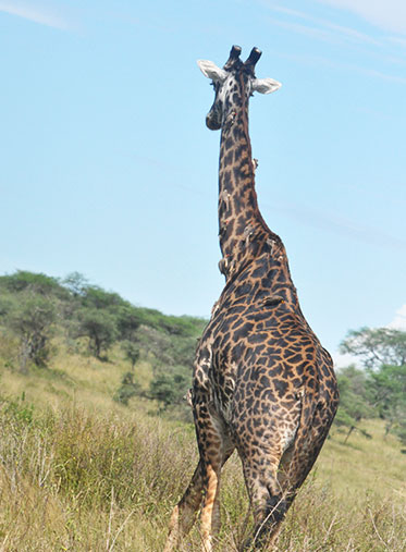 Giraffe-Tanzania-luxury-safari