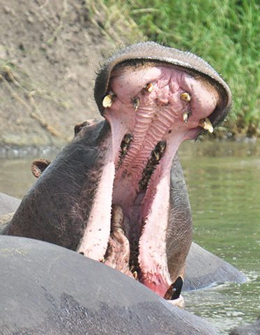 Hippo-Tanzania-and-Zanzibar-safari