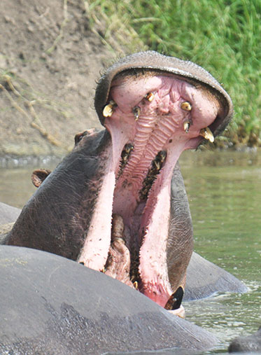 Hippo-Tanzania-and-Zanzibar-safari