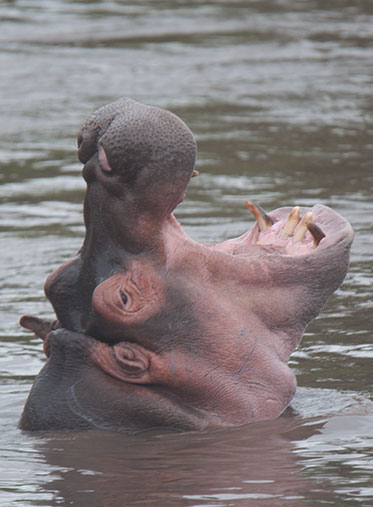 Hippo-Kenya-Private-safari