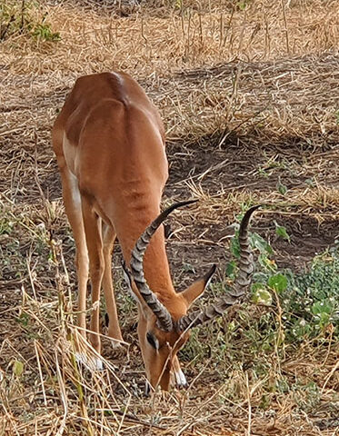 Impala-in-Tarangire-Northern-park