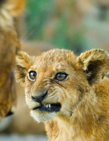 Kenya-and-Tanzania-safari-Lion-cub