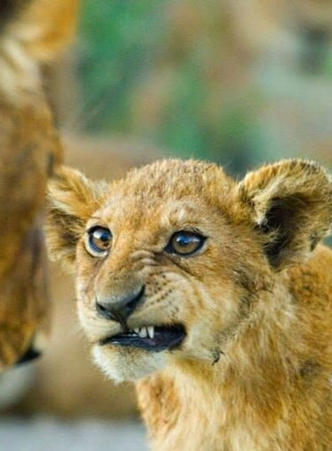 Kenya-and-Tanzania-safari-Lion-cub