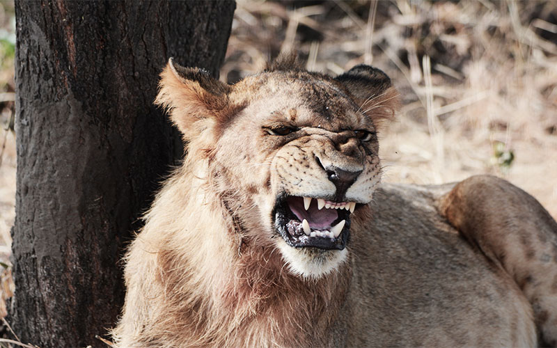 Kenya-midrange-safari-lion-King