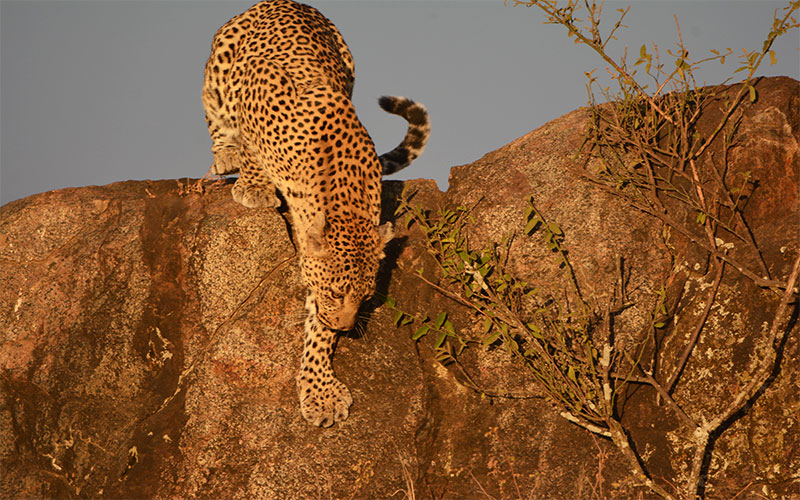 Leopard-in-Africa-luxury-safari-Tanzania