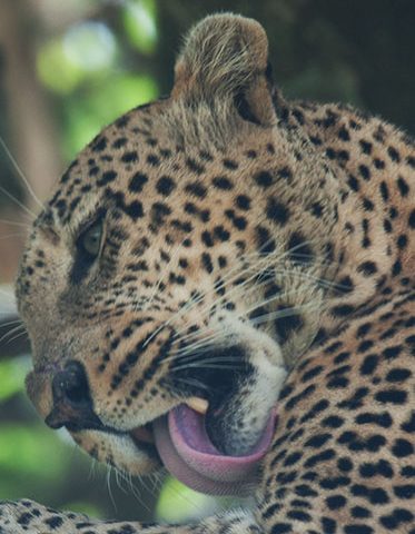 Leopard-in-Serengeti-African-safari