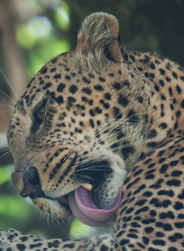 Leopard-in-Serengeti-African-safari