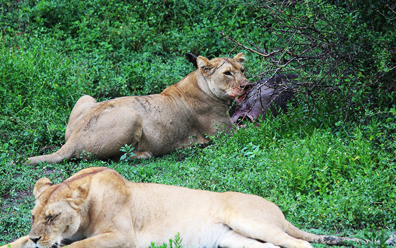 Lion-kill-Serengeti-Tanzania-honeymoon-luxury-Safari
