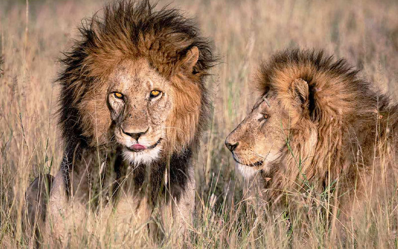 Male-lion-in-Serengeti-Tanzania-safari