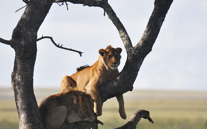 Male-lion-sitting-Tanzania-safari