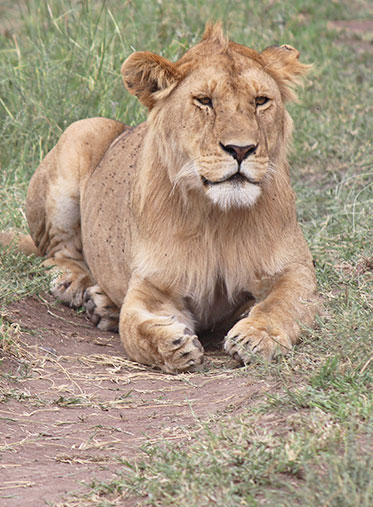 Male-lion-Tanzania-luxury-safari